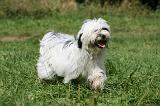 TERRIER DU TIBET 254